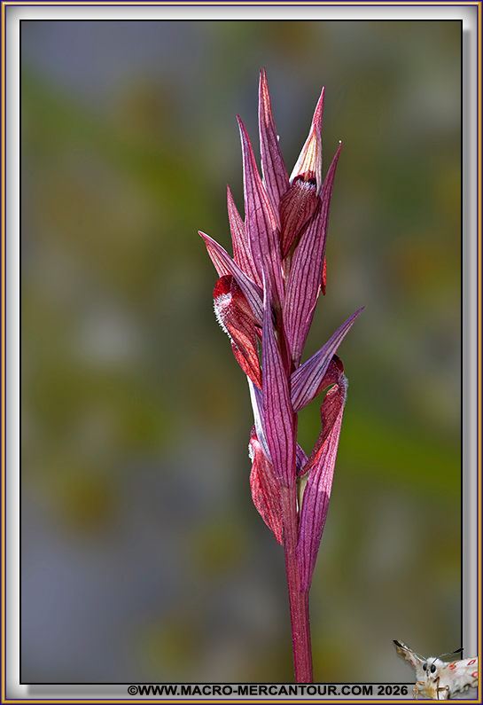 S&eacute;rapias